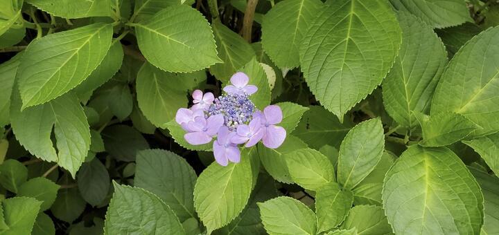 額紫陽花 額紫陽花,紫色,花の写真素材