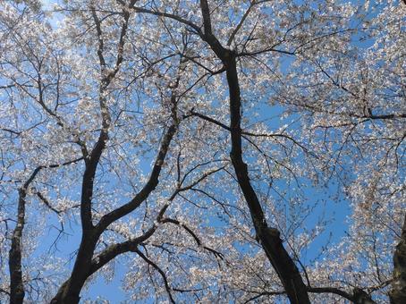 桜 桜の写真