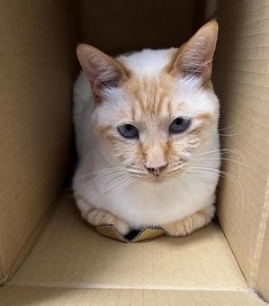 段ボールにこもる猫 段ボールにこもる猫の写真