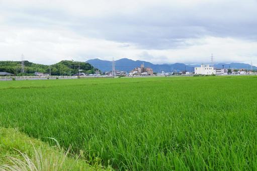田んぼの風景 田んぼの風景 稲,風景,景色の写真素材