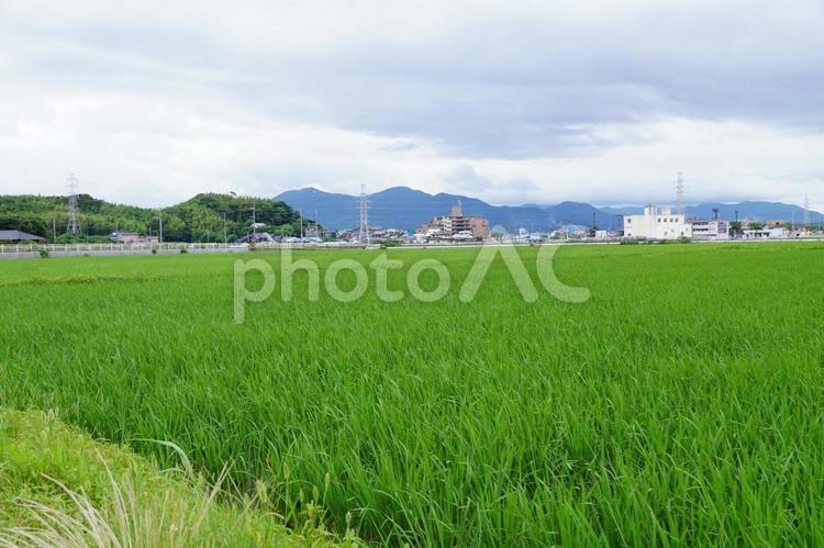 田んぼの風景 稲,風景,景色の写真素材