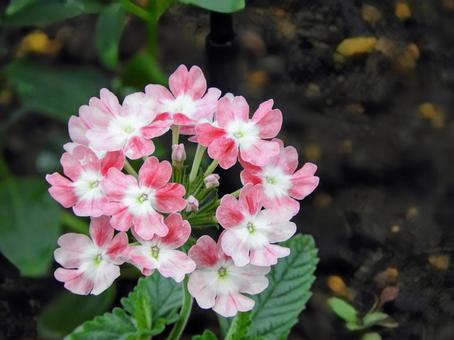 バ−ベナ バ−ベナ かわいい,自然,風景の写真素材