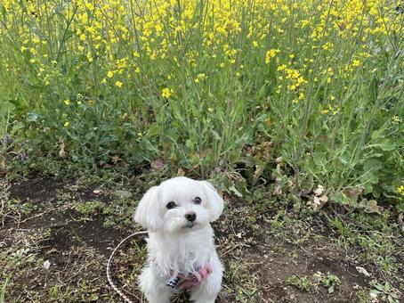 犬と菜の花 犬と菜の花 花,ナノハナ,春の写真素材