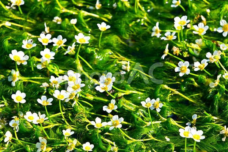 白くてかわいいバイガモの花 バイガモ,梅花藻,水中花の写真素材