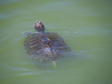 亀 自然,幻想的,風景の写真素材
