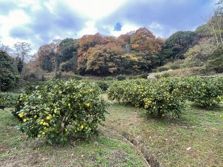 レモン畑 レモンの木,レモン畑,瀬戸内レモンの写真素材