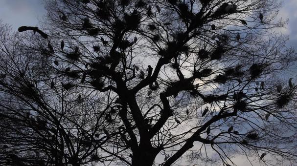 大木に群がる白鷺② 大木に群がる白鷺② 白鷺,鷺,ダイサギの写真素材