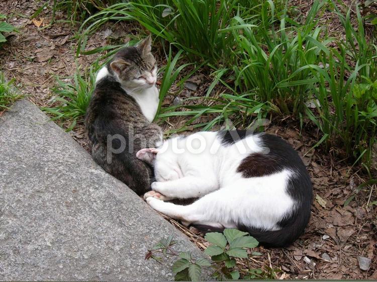 サバトラ　ぶち　２匹 猫,野良猫,サバトラの写真素材
