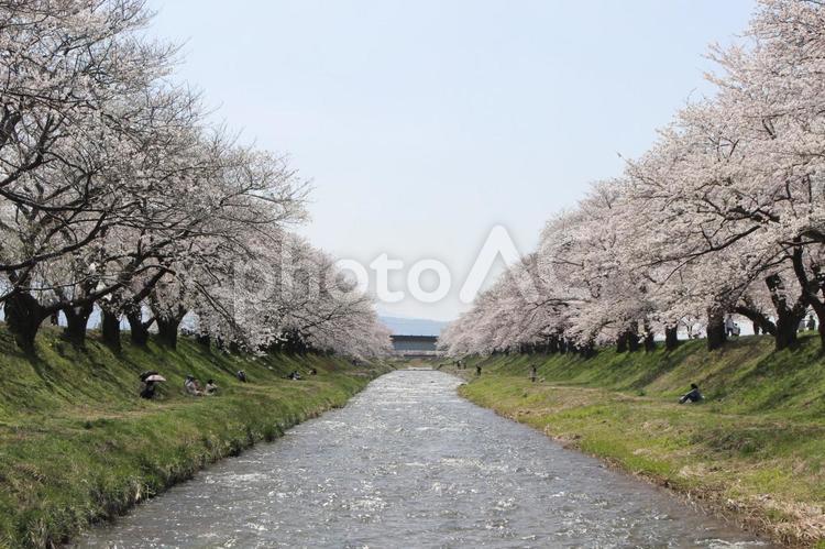 川辺の桜並木 桜,さくら,サクラの写真素材