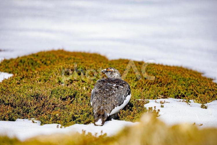 富山県・立山室堂　ライチョウ ライチョウ,雷鳥,山の写真素材
