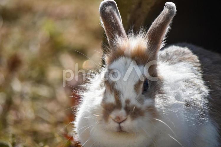 陽だまりのうさぎ	 うさぎ,ウサちゃん,卯の写真素材