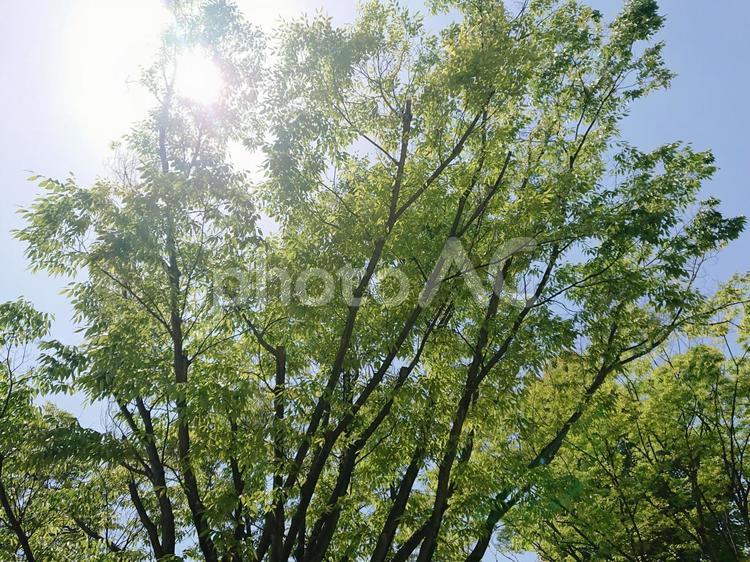 光が差し込む木 自然,太陽,空の写真素材
