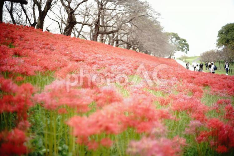 彼岸花 彼岸花,花,赤の写真素材