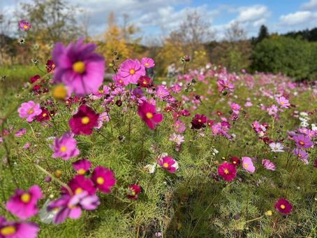 Photo, hokkaido, yuni town, yuni garden, 