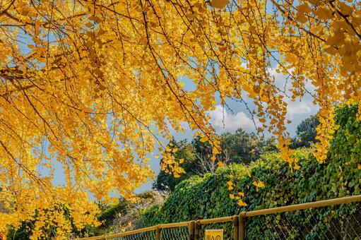 風に舞うイチョウの葉 イチョウ,銀杏,秋の風景の写真素材