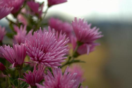 キク 菊,花,秋の写真素材