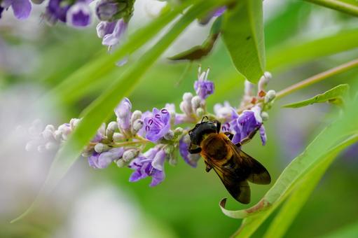 Photo, flower, bee, carrot carrot, 