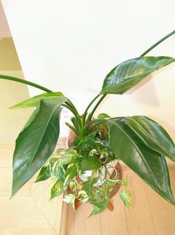 観葉植物　オーガスタ8号鉢ポトス寄せ植え 観葉植物,オーガスタ,リビングの写真素材