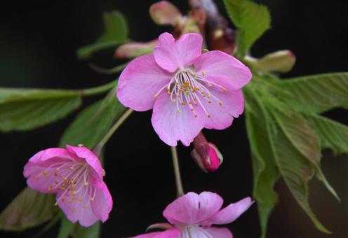 Cherry Blossom 'Kawazuzakura', JPG