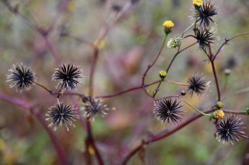 コセンダングサの種 コセンダングサ,ひっつき虫,服に種がつく草の写真素材