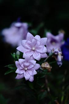 代表日本的紫色花朵, JPG 代表日本的紫色花朵, 桔梗, 桔梗家族, 夏天花, JPG