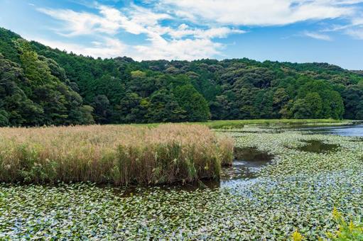 静岡県磐田市の鶴ケ池　10月秋の池の景色 日本,静岡県,磐田市の写真素材