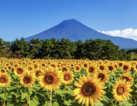 ひまわり、山、青空の写真
