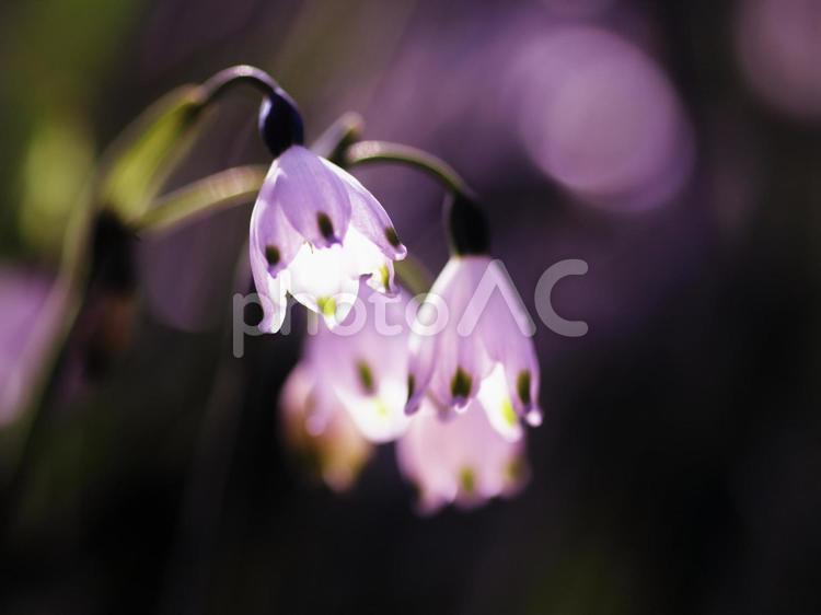 明かりを灯したようなスノーフレークの花 花,スノーフレーク,春の写真素材