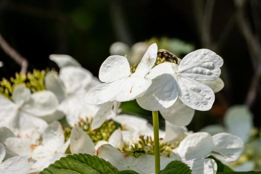 Photo, spring, flower, yabudemari, 