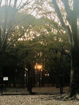 秋の夕陽 秋の夕陽の写真