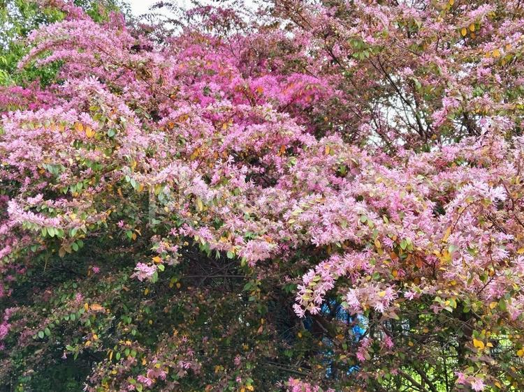 木全体が花で覆われトキワマンサク 花,マンサク科,トキワマンサクの写真素材