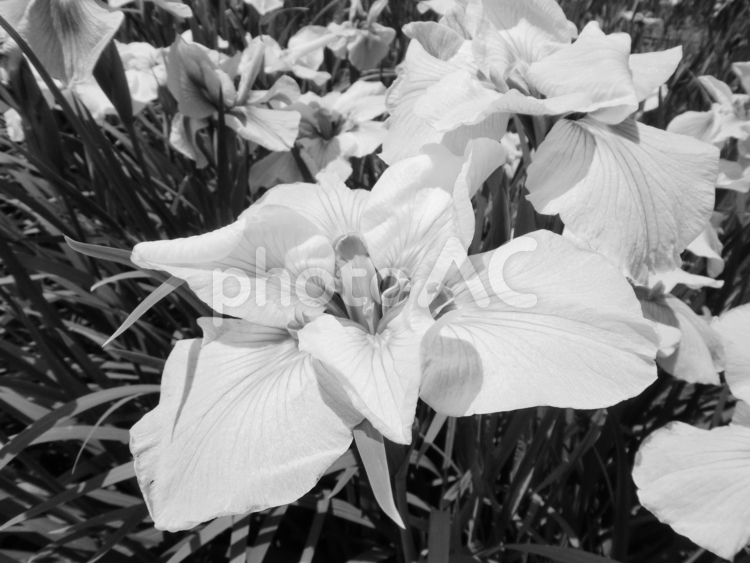 白黒写真の花菖蒲 ハナショウブ,花,６月の写真素材