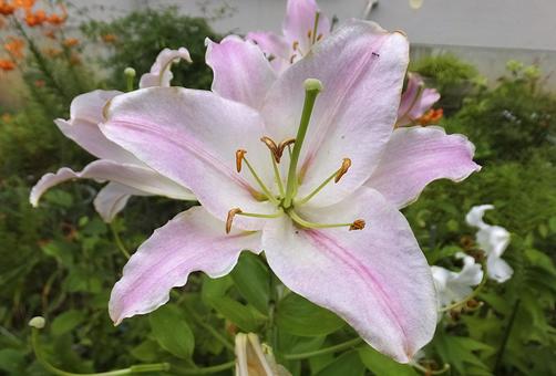 ユリ [Lily]-012の写真