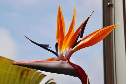 Photo, gokurakutsuka, bird of paradise, strelitia, 