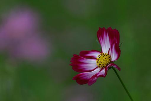 秋風に揺れて咲く コスモス,秋桜,花の写真素材