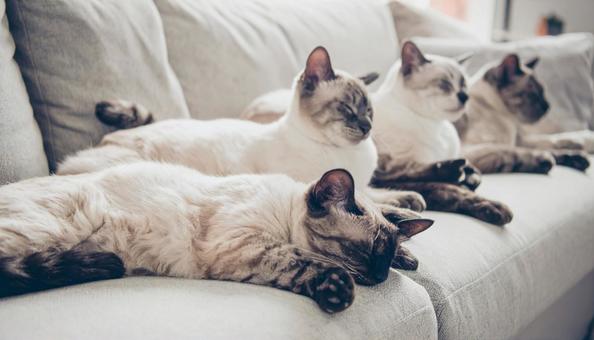 ソファに集まる4匹の猫 ソファに集まる4匹の猫の写真