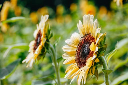 ひまわりのボケ感が素敵ですの写真