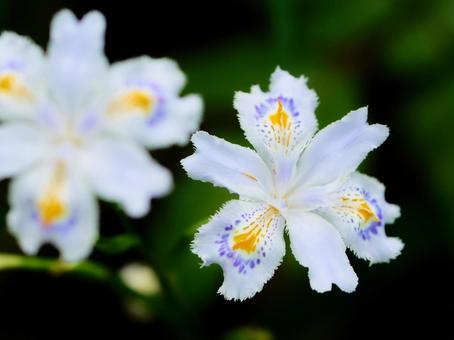 暗い背景のシャガの花のアップ シャガ,花,著莪の写真素材
