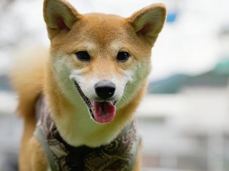 柴犬のポートレート 犬,柴犬,顔の写真素材