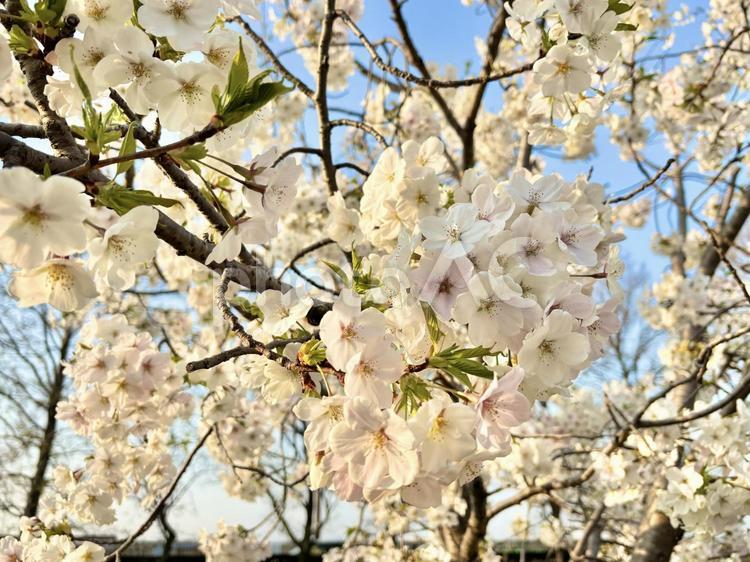 夕暮れ間近の桜 春,薄ピンク,晴れの写真素材