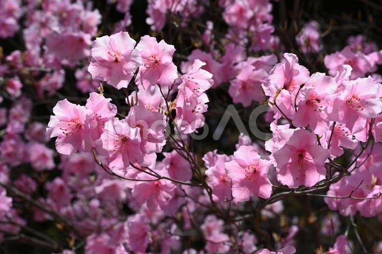 赤城自然園で撮ったアカヤシオ 春,緑,自然の写真素材