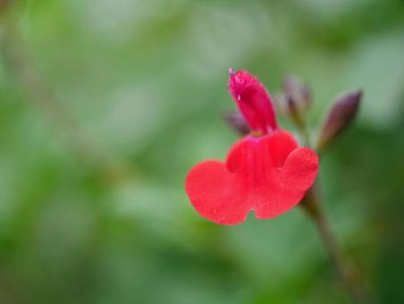 背景に合う赤いサルビア 背景に合う赤いサルビアの写真
