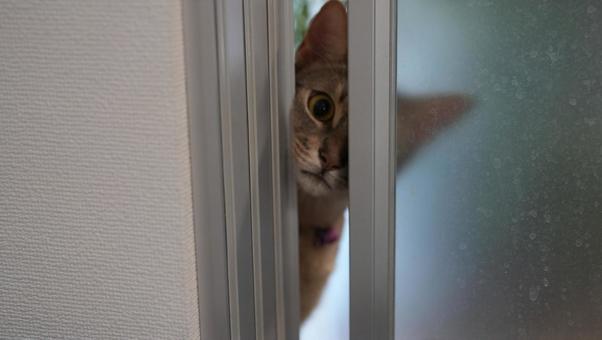 隙間から部屋を覗くアビシニアン 隙間から部屋を覗くアビシニアンの写真
