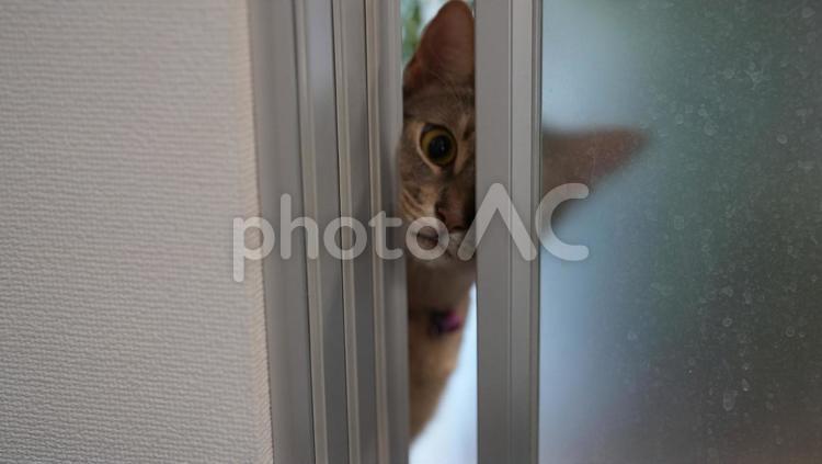 隙間から部屋を覗くアビシニアン 猫,アビシニアン,ブルーの写真素材