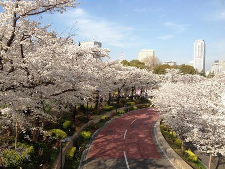 桜並木 桜並木の写真