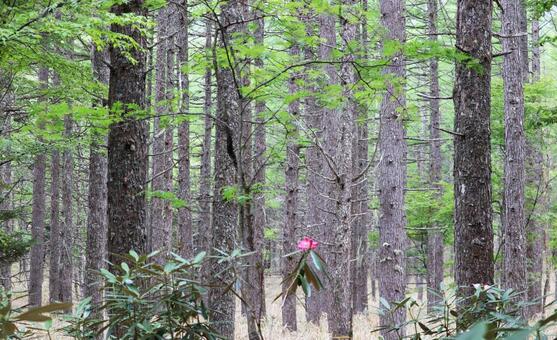 新緑のカラマツ林風景 新緑,カラマツ林,カラマツの写真素材