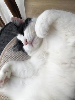 ハチワレの猫 ハチワレの猫の写真
