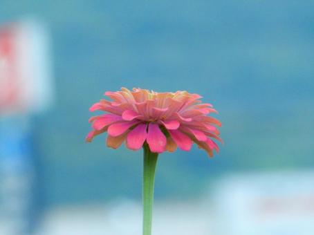 【花の写真】 ヒャクニチソウ（百日草） 百日草,ヒャクニチソウ,キク科の写真素材