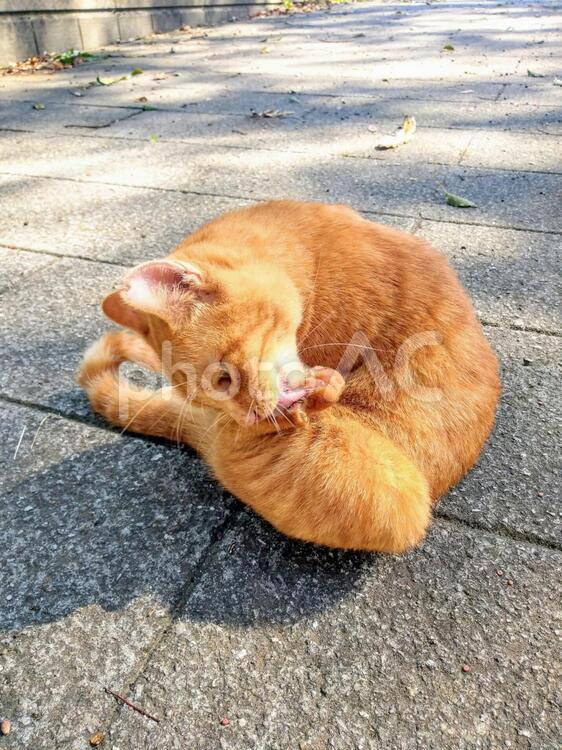 秋の公園にて肉球の手入れをする1匹の野良猫 丸まる,夢中,肉球の写真素材