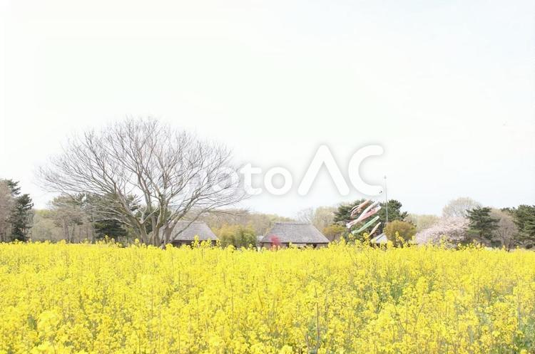菜の花畑のある風景／花素材 菜の花,自然,風景の写真素材